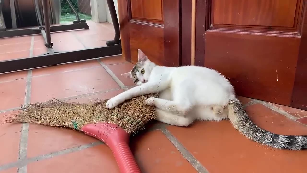 Home service cat
