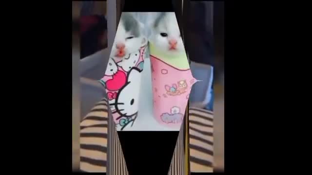cute cats are so funny| Funny cats and their reactions 😆 🤣🤣🤣🤣🤣🤣🤣