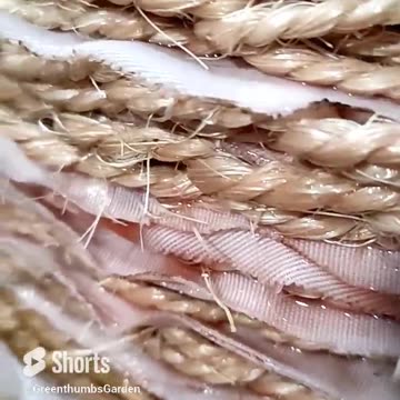 Cold Pressing Olives for Oil!!