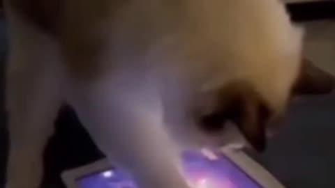Cats funny video cats funny video