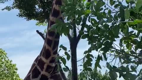I suddenly like giraffes