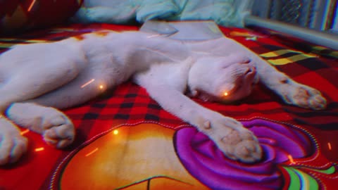 Meet my pet Mitthu