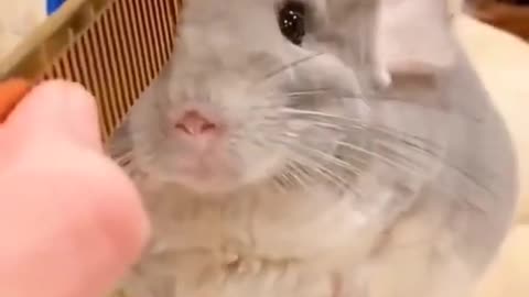 cute chinchilla #shorts
