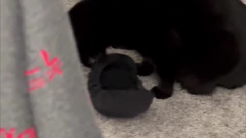 Adopting a Cat from a Shelter Vlog - Cute Precious Piper is Happy with Her Prey #shorts