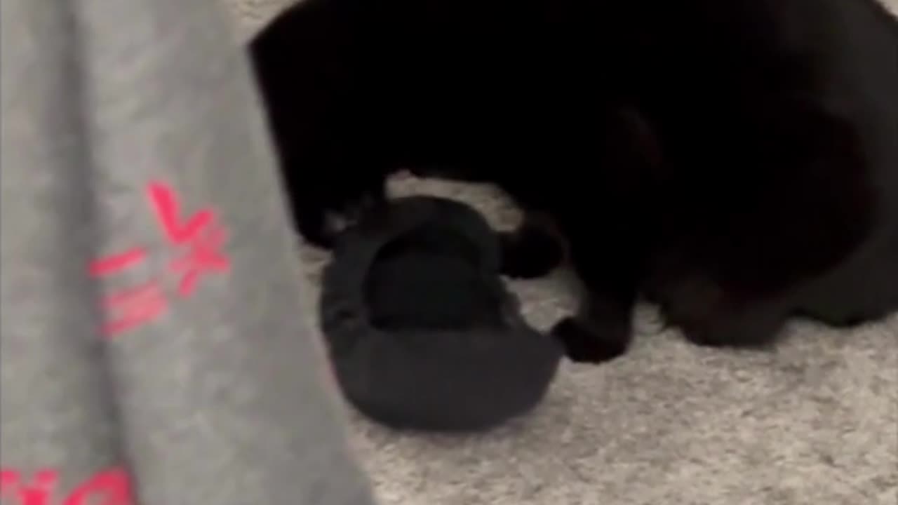 Adopting a Cat from a Shelter Vlog - Cute Precious Piper is Happy with Her Prey #shorts