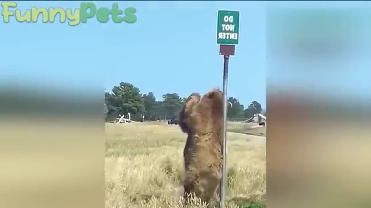 Best funniest animals videos 2023