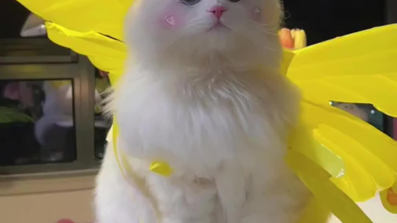 Cute and funny cat