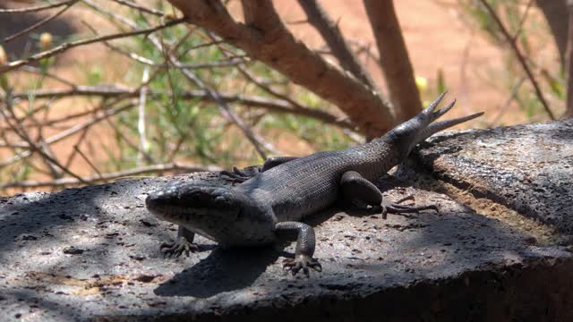 Strange Three Tailed Lizard Found on Balcony