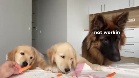 German Shepherd Reviews Food With Puppies