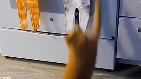 Funny animals compilation
