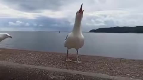 Seagulls Laughing