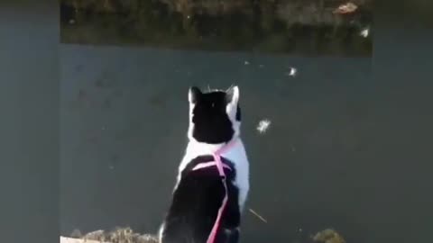 OMG So Cute ♡ Best Funny Cats and Dogs Compilation