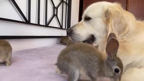 Golden Retriever Teaches Baby Bunnies to Play Like Dogs