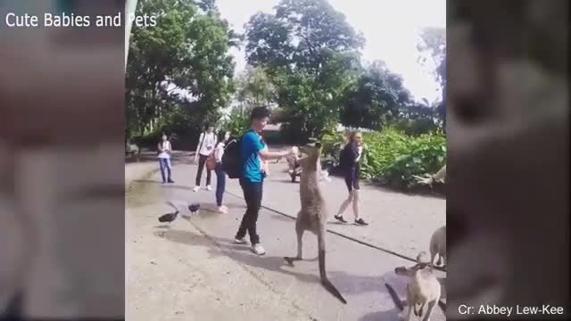 Funny Different Animals Chasing and Scaring People 2021