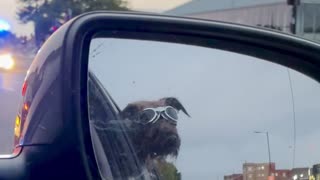 Goggled Pup Warbles Siren Song