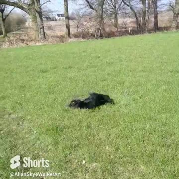 Hidden in the Sand. #dog #walking #shorts #rumble