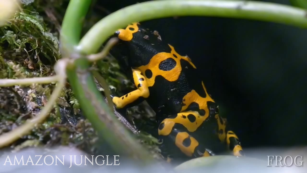 Exclusive: Yellow and Black Frog in the Amazon - Rare Footage 🐸🌿✨