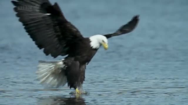 Bald Headed Eagle catches salmon