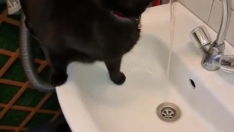 My kitten likes water from the sink