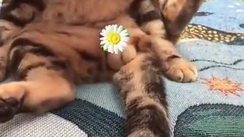 Cute Cat failed