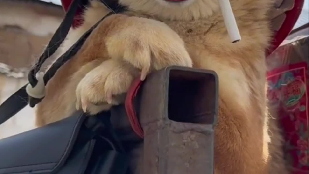 Dog so fun