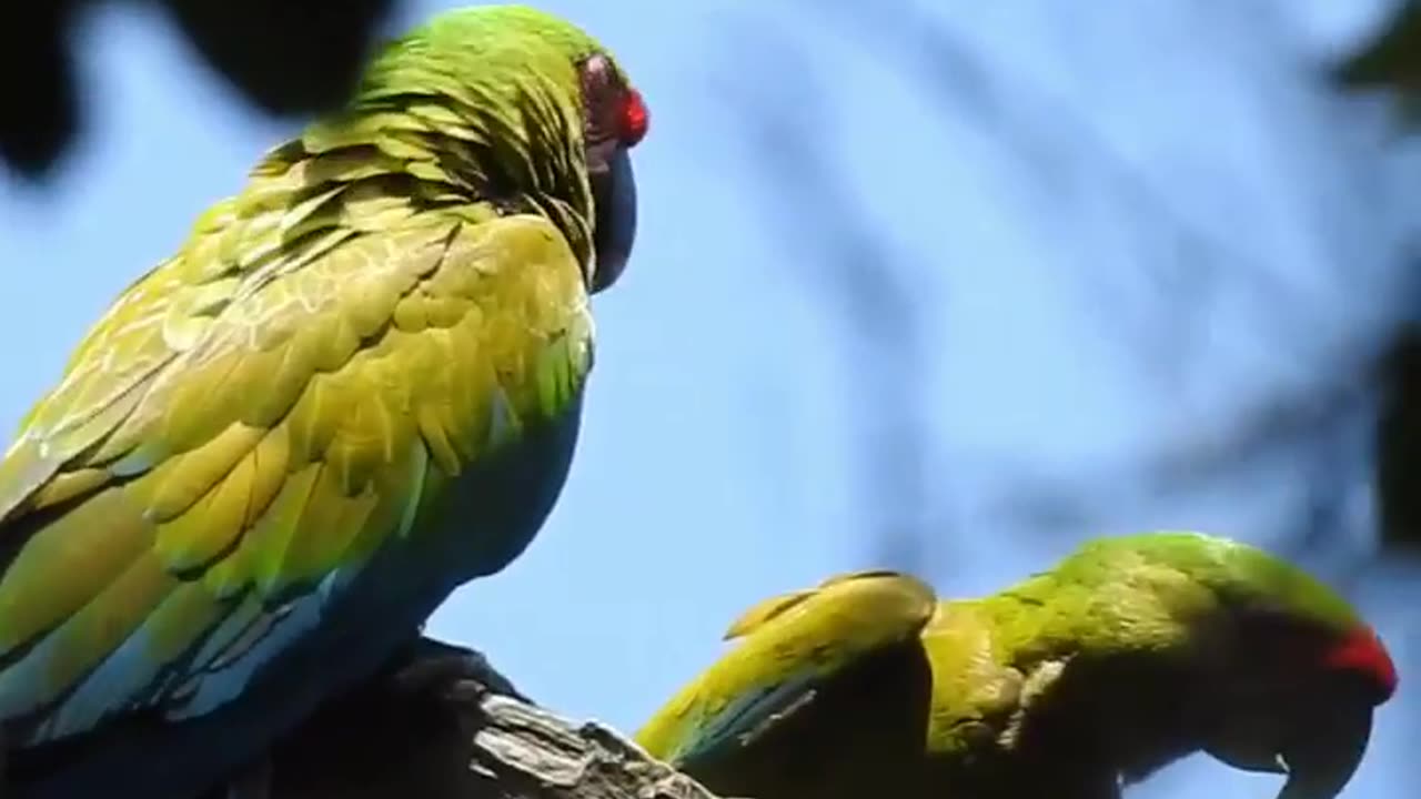 Wild Parrots, parrots birds