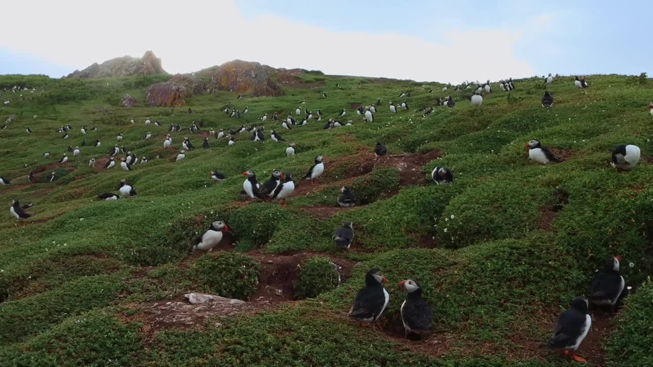 Seabirds Breeding on Cliffs