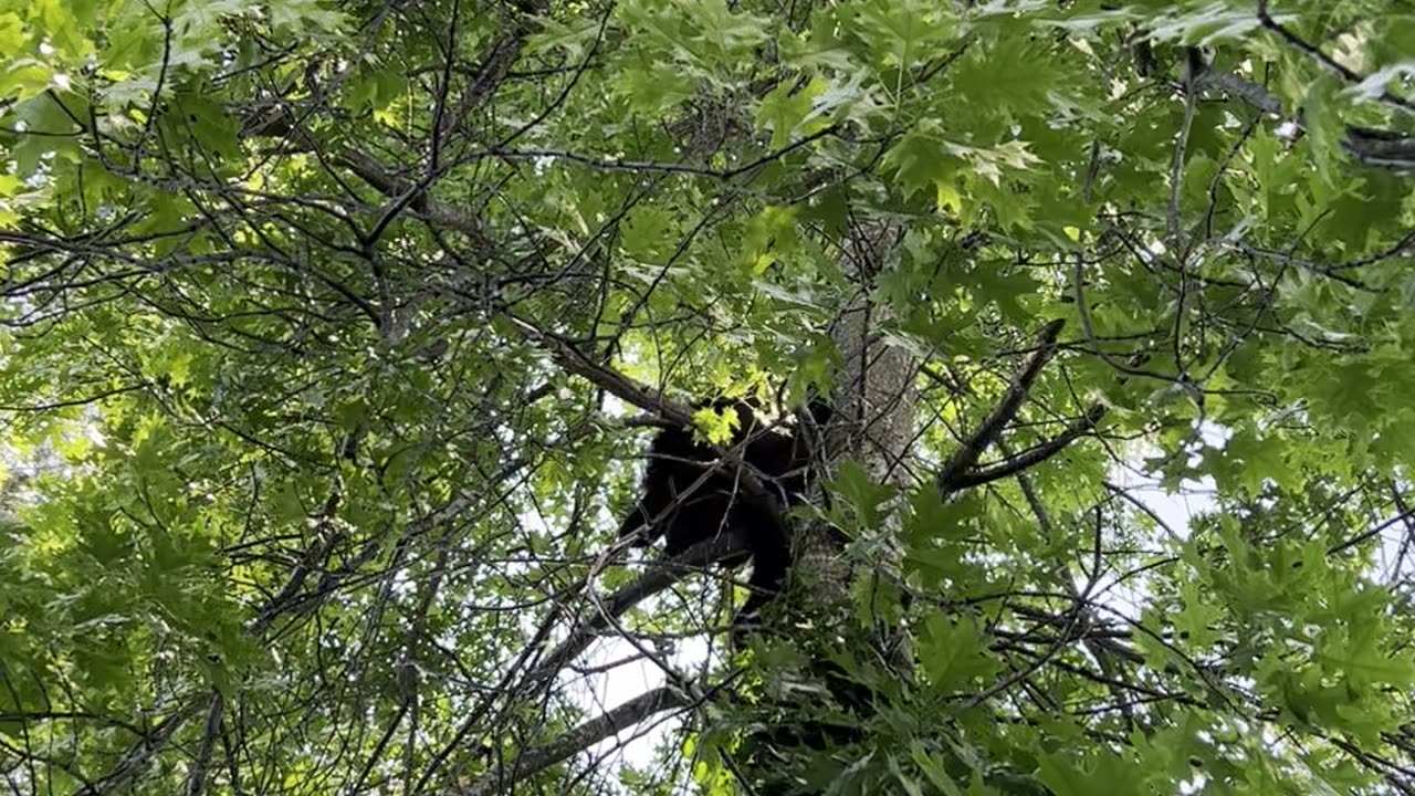 Black Bear up neighbours Oak tree