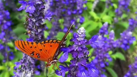 Gulf FritillaryCheckout its underside)