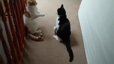 Crazy Cat Fight