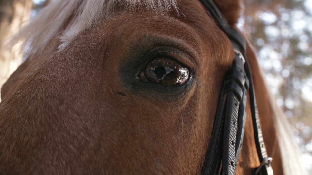 Captivating Close-Up: The Horse's Reflective Gaze 👁️🐴