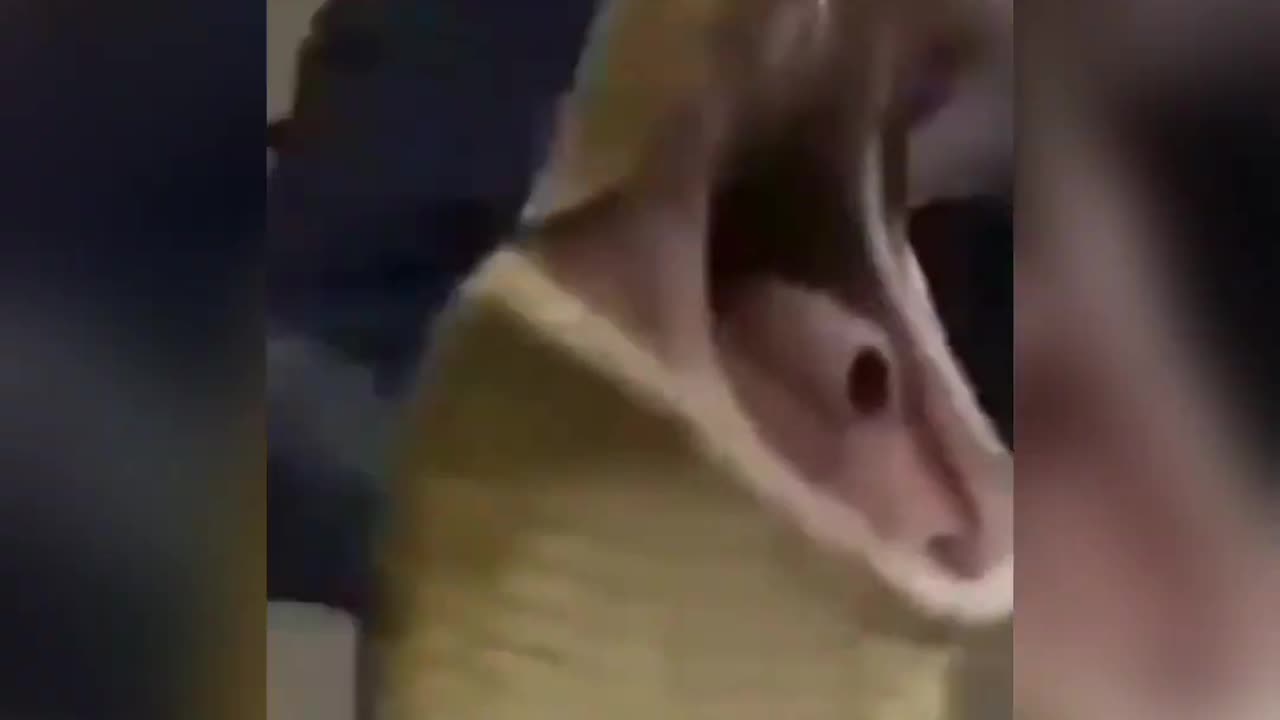 Shocking viral video
