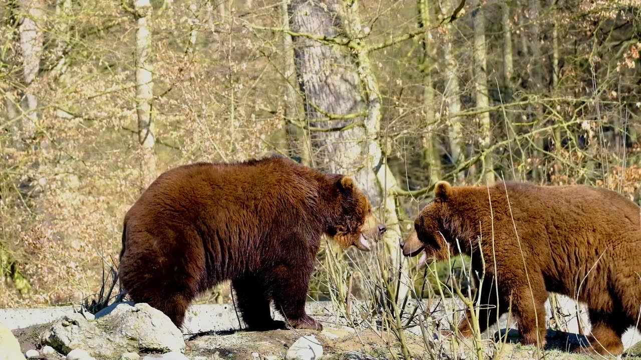 Cute two bears are fight together And i am confused 🤔