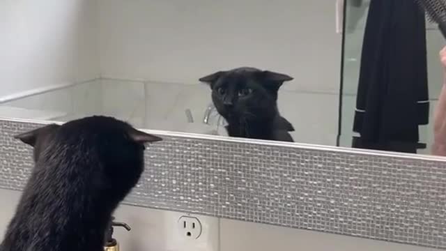 Funny Cat Mirror Reaction Compilation