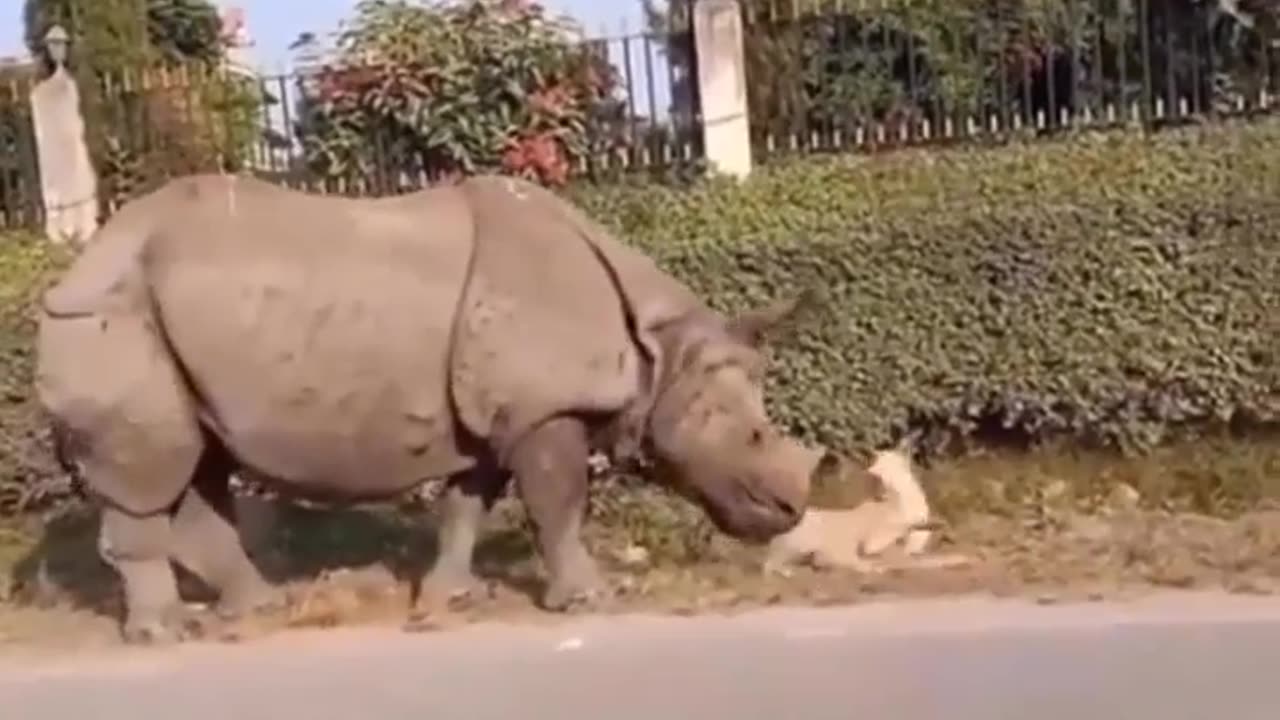 Funny animals video