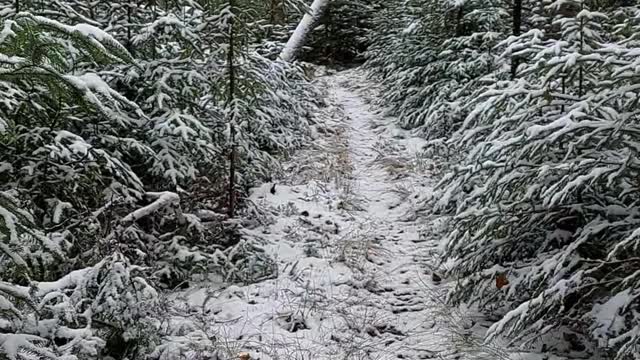 walking diary [shorts]