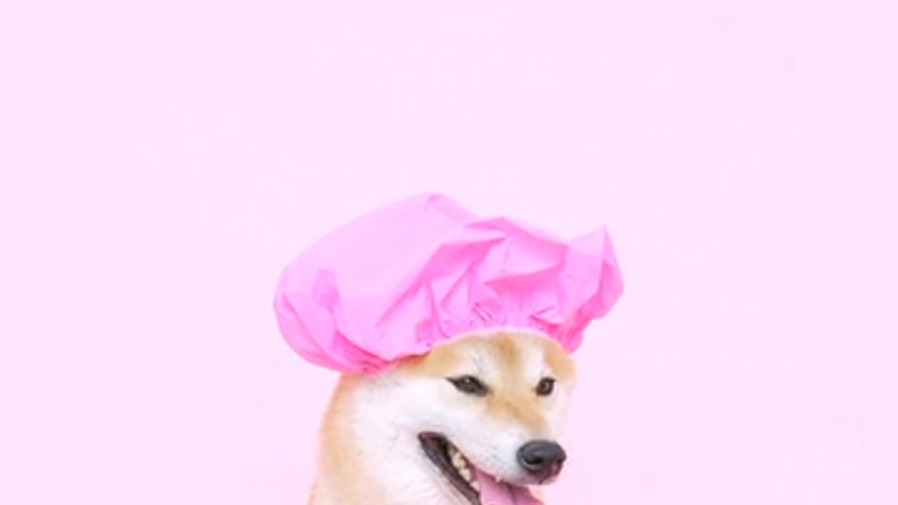 Cute Dog Wearing a Shower Cap!