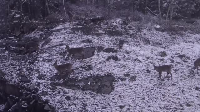 Deer Enjoys Eating Apples