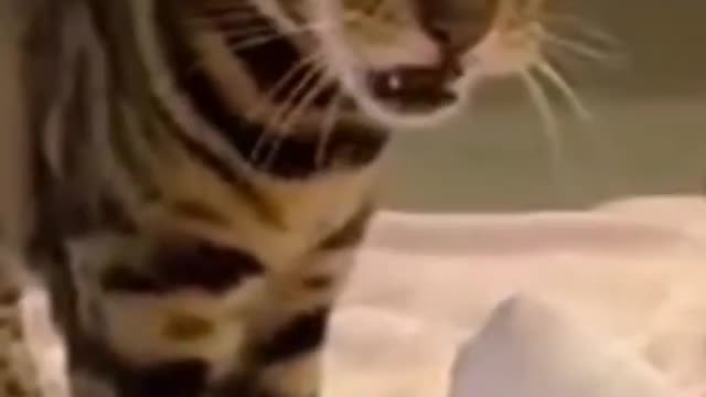 Funny cat video on the internet compilation part 1