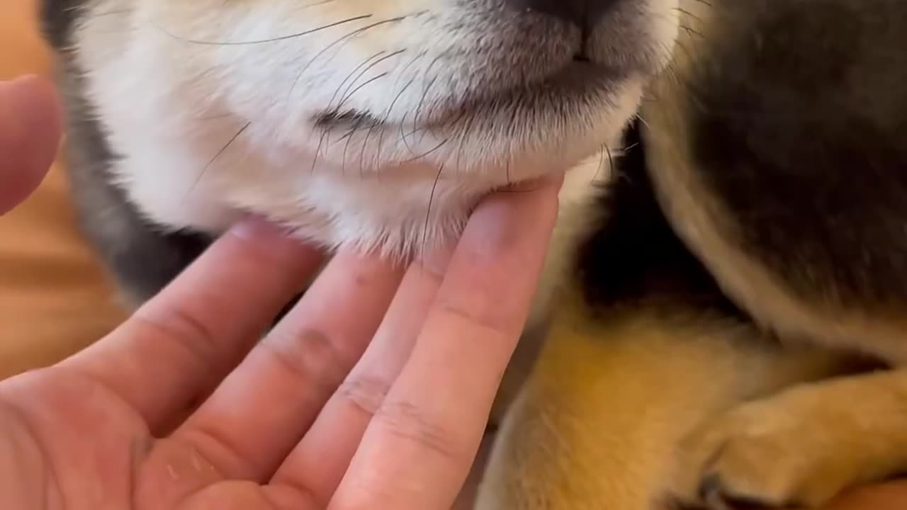 Cute dog video