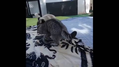 #compilation of dogs vs cats very funny video