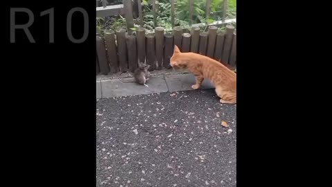 Funny videos of 😺😺🐈