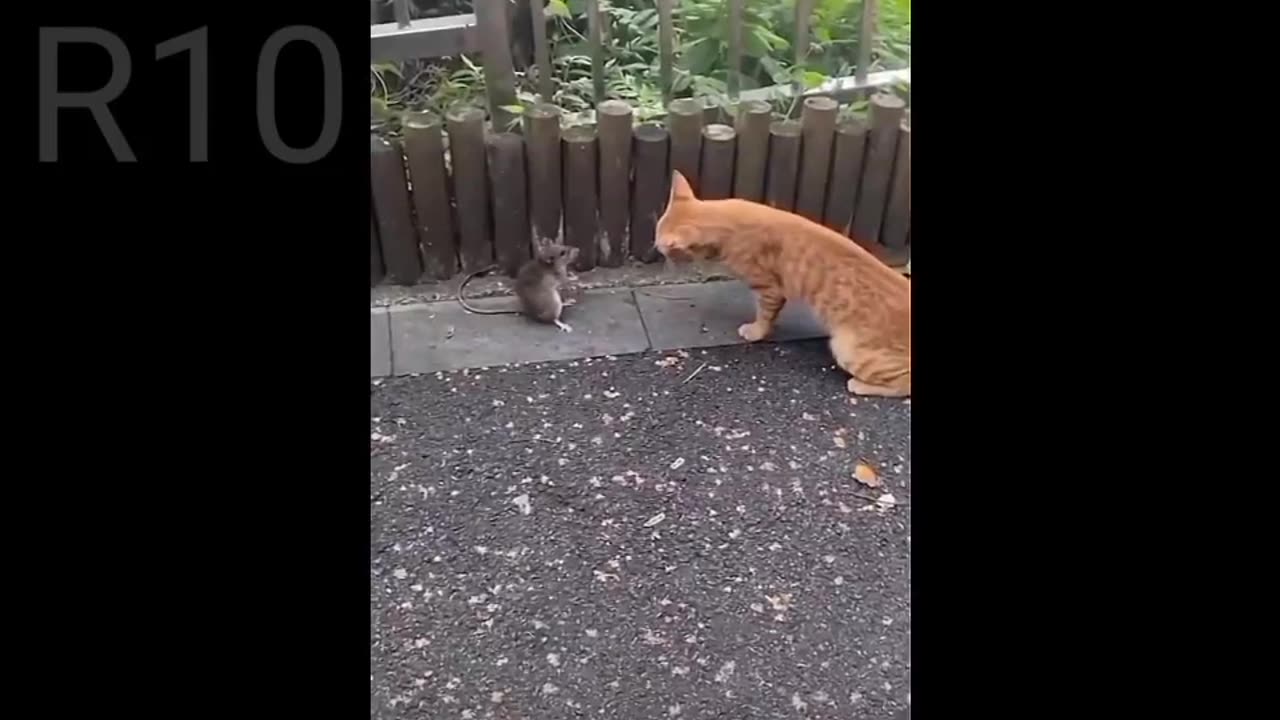 Funny videos of 😺😺🐈