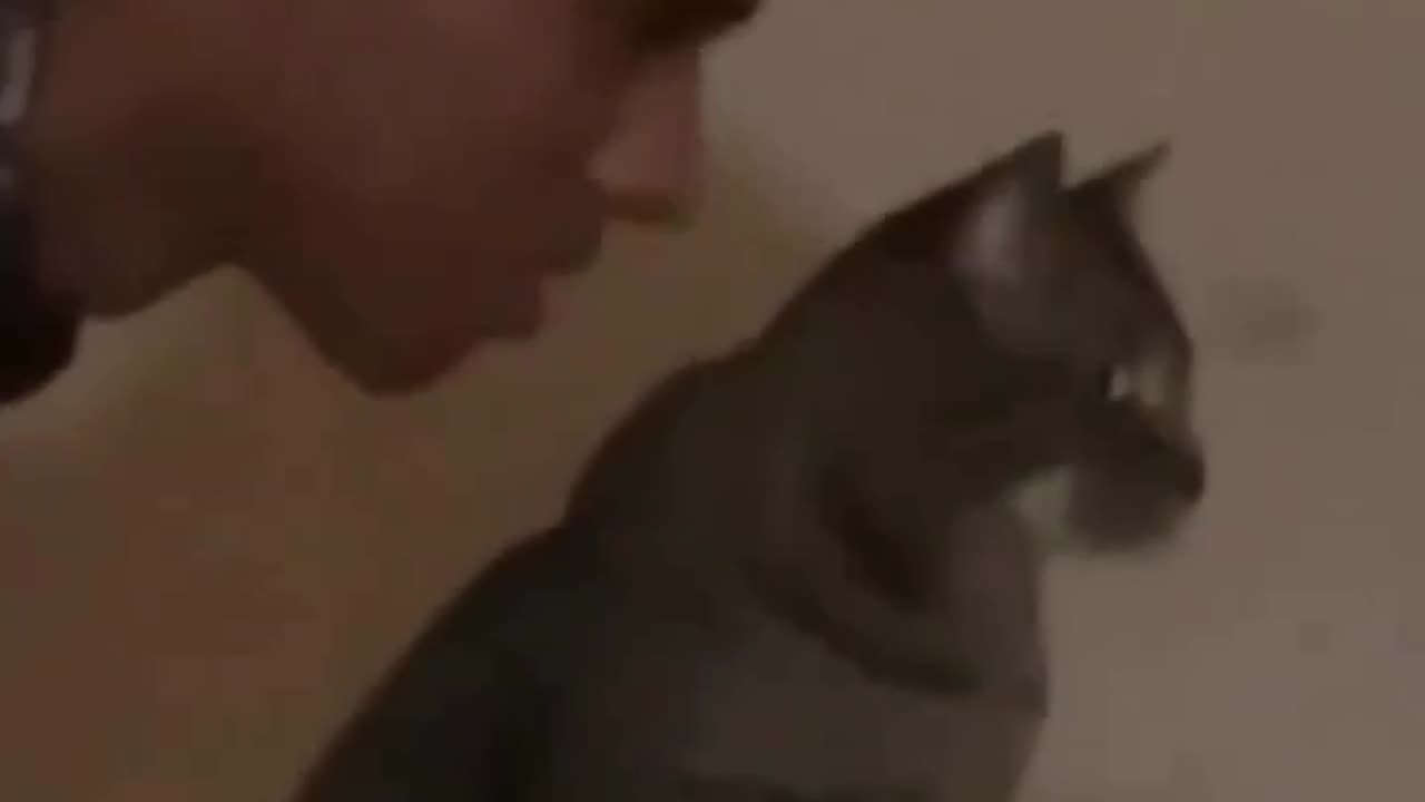 Owner shocking moments with his cat 😔 || cat shocked 🙀