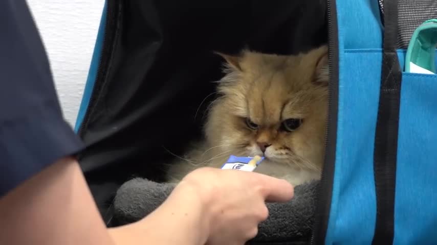 FEROCIOUS cat attacks his groomer