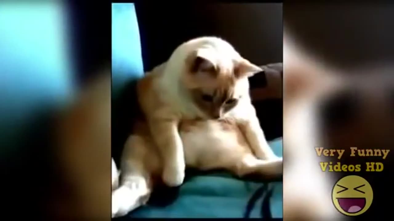 CAT HICCUPS AND FARTS AT THE SAME TIME TRY NOT TO LAUGH