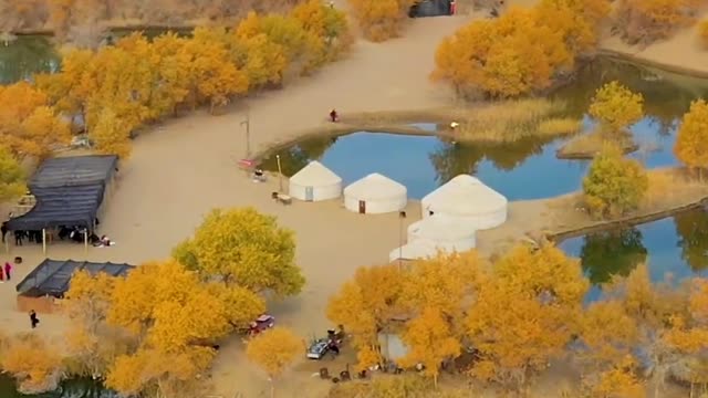 90% of Populus euphratica in the world is in China.