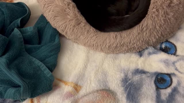 Adopting a Cat from a Shelter Vlog - Precious Piper Wakes Up From Nap in New Bed #shorts