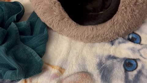 Adopting a Cat from a Shelter Vlog - Precious Piper Wakes Up From Nap in New Bed #shorts