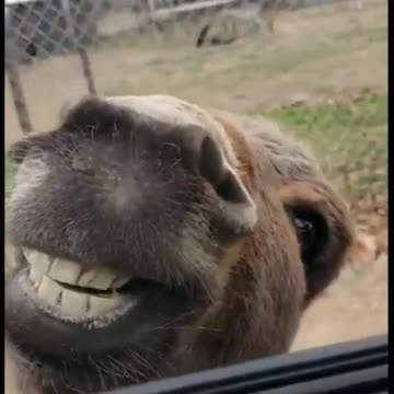 Hilarious Love This Donkey